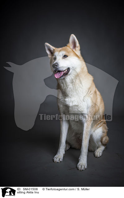 sitzender Akita Inu / sitting Akita Inu / SM-01508