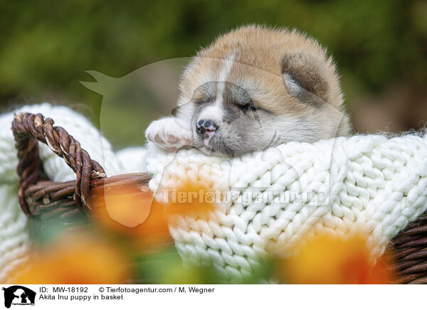 Akita Inu puppy in basket / MW-18192