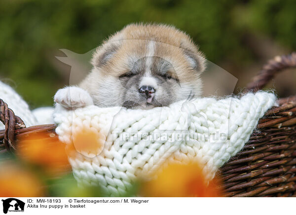 Akita Inu Welpe im Krbchen / Akita Inu puppy in basket / MW-18193