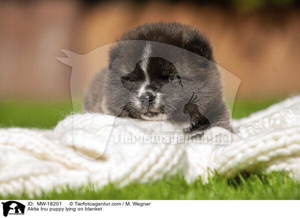 Akita Inu puppy lying on blanket / MW-18201