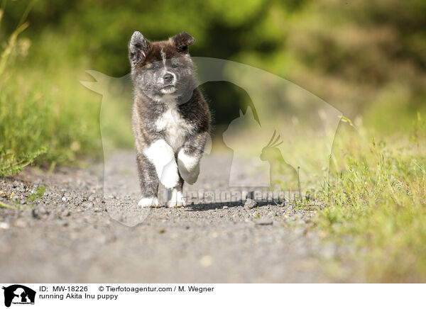 running Akita Inu puppy / MW-18226