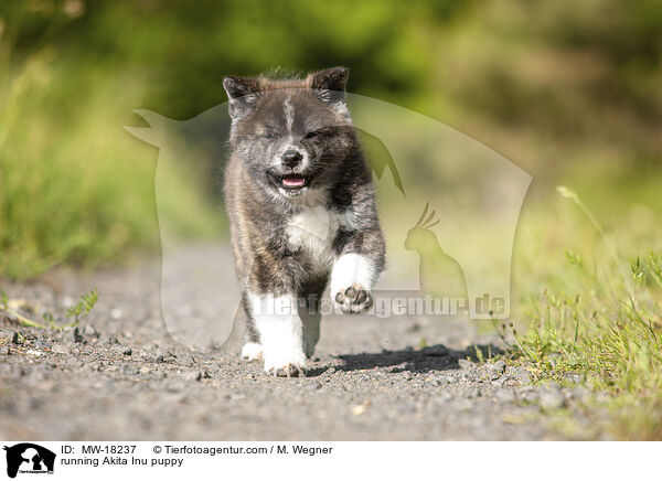 running Akita Inu puppy / MW-18237