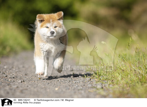 running Akita Inu puppy / MW-18241
