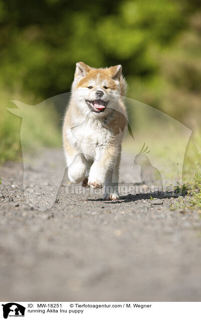 running Akita Inu puppy / MW-18251