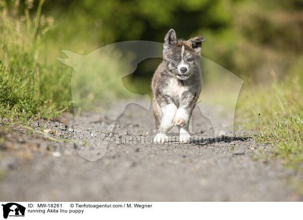 running Akita Inu puppy / MW-18261