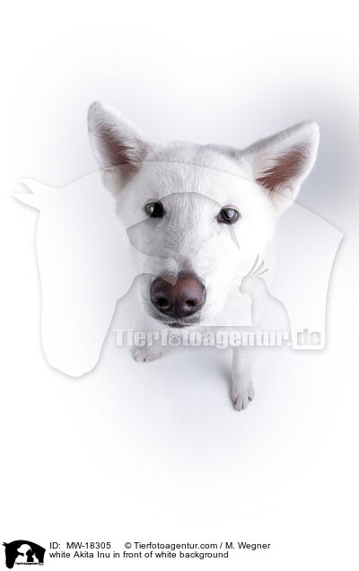 white Akita Inu in front of white background / MW-18305
