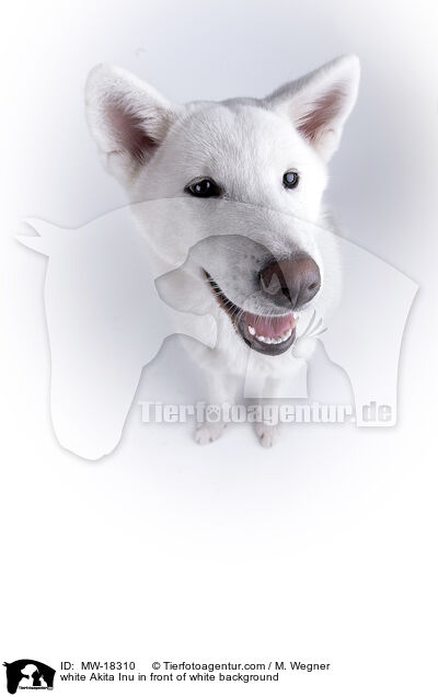 white Akita Inu in front of white background / MW-18310