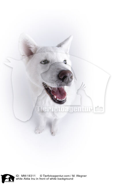 white Akita Inu in front of white background / MW-18311