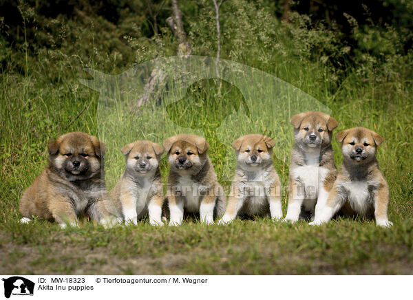 Akita Inu puppies / MW-18323