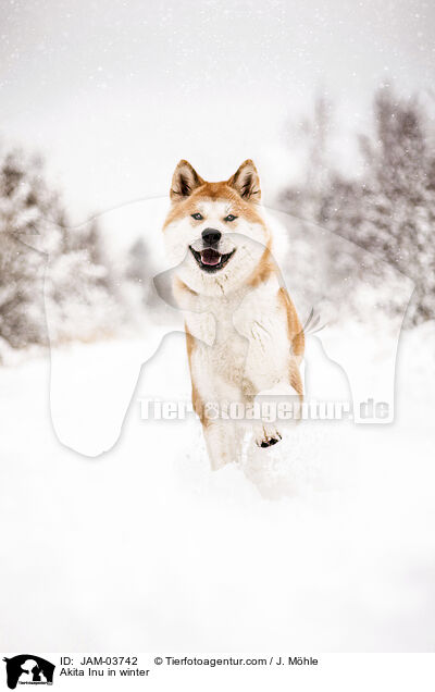 Akita Inu im Winter / Akita Inu in winter / JAM-03742