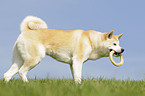 playing Akita Inu