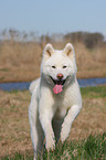 running Akita Inu