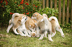 Akita Inu puppies