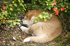 Akita Inu puppy