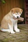 sitting Akita Inu Puppy