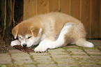 lying Akita Inu Puppy