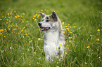 sitting Akita Inu