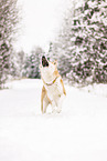 Akita Inu in winter