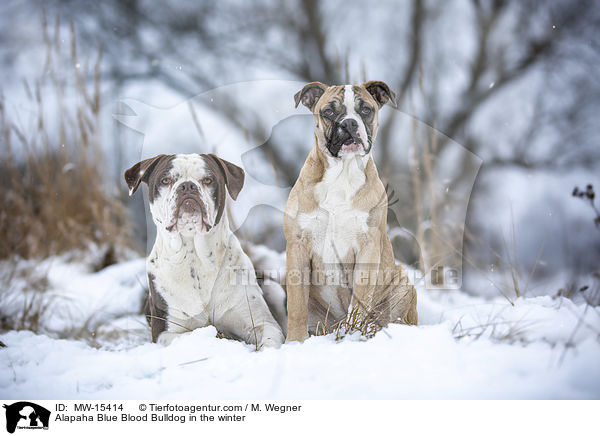 Alapaha Blue Blood Bulldog im Winter / Alapaha Blue Blood Bulldog in the winter / MW-15414