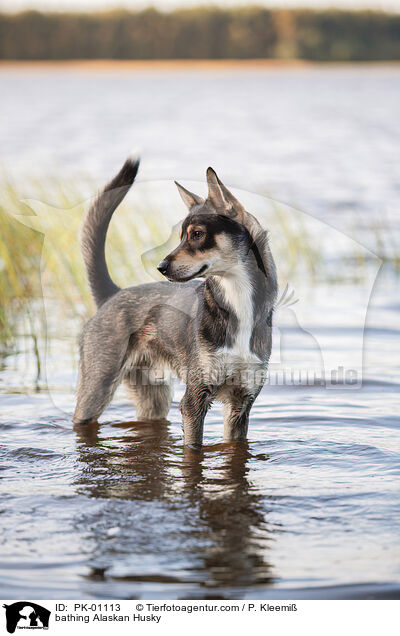 badender Alaskan Husky / bathing Alaskan Husky / PK-01113