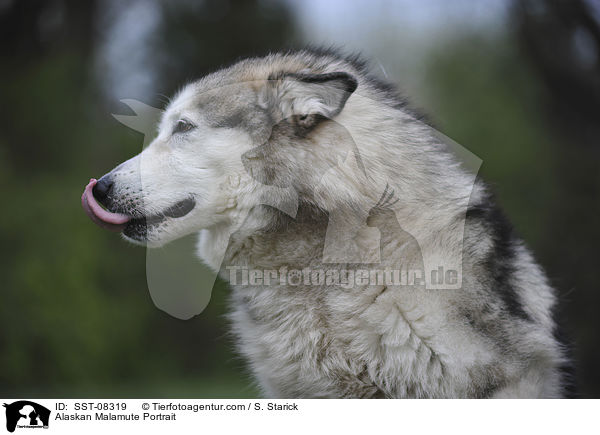 Alaskan Malamute Portrait / SST-08319