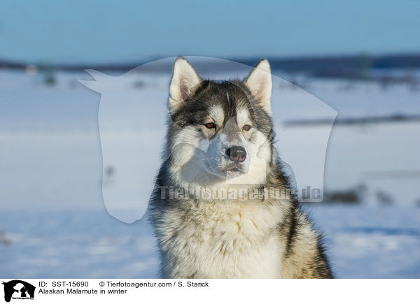 Alaskan Malamute im Wintrer / Alaskan Malamute in winter / SST-15690