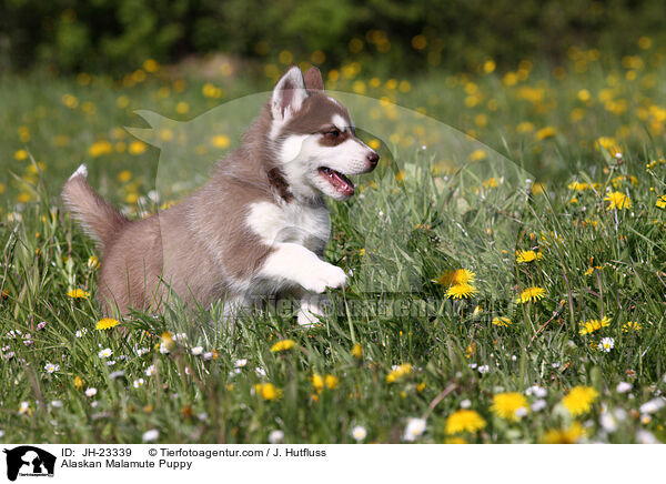 Alaskan Malamute Welpe / Alaskan Malamute Puppy / JH-23339