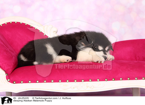 schlafender Alaskan Malamute Welpe / sleeping Alaskan Malamute Puppy / JH-25435