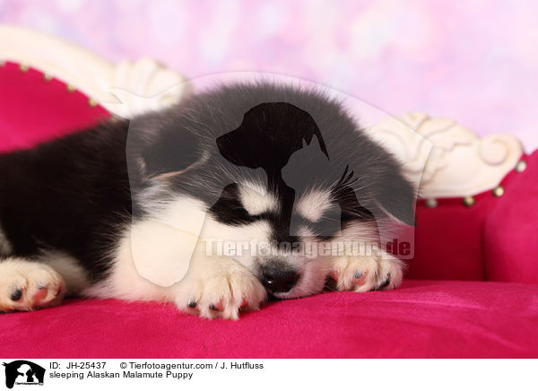 schlafender Alaskan Malamute Welpe / sleeping Alaskan Malamute Puppy / JH-25437