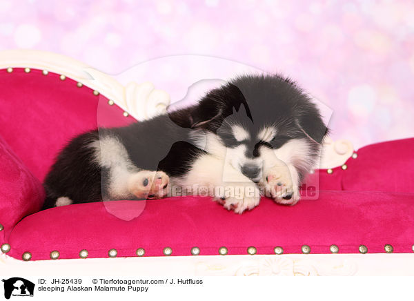schlafender Alaskan Malamute Welpe / sleeping Alaskan Malamute Puppy / JH-25439