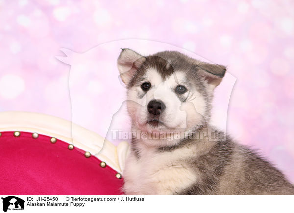 Alaskan Malamute Welpe im Portrait / Alaskan Malamute Puppy / JH-25450