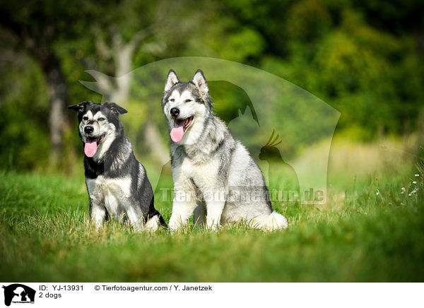 2 Hunde / 2 dogs / YJ-13931
