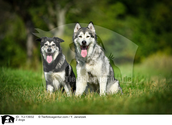 2 Hunde / 2 dogs / YJ-13932