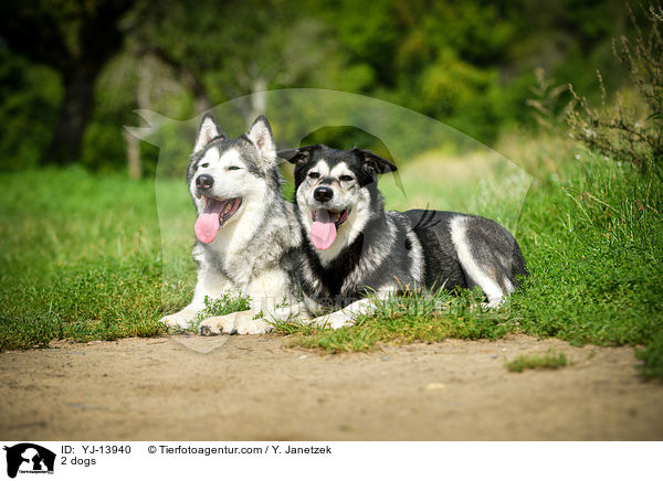 2 Hunde / 2 dogs / YJ-13940