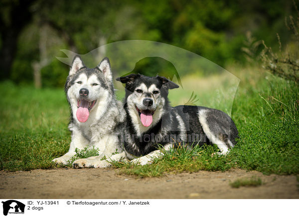 2 Hunde / 2 dogs / YJ-13941
