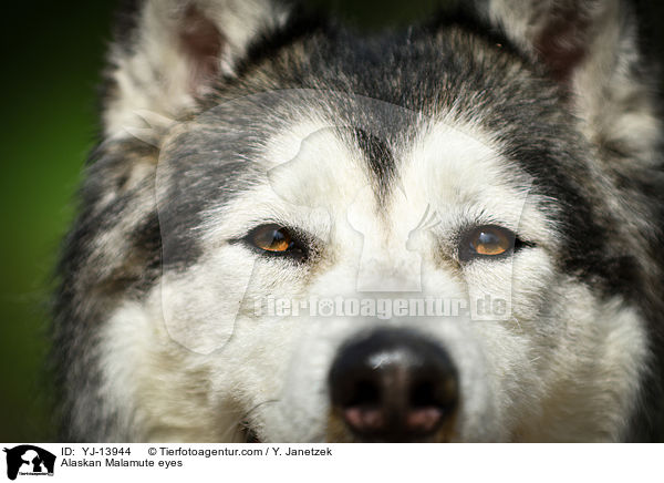 Alaskan Malamute Augen / Alaskan Malamute eyes / YJ-13944