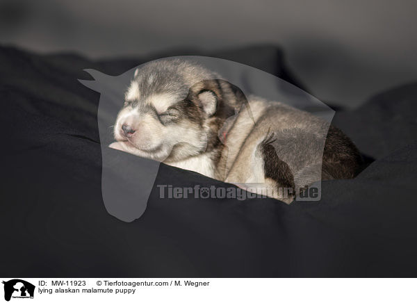 liegender Alaskan Malamute Welpe / lying alaskan malamute puppy / MW-11923