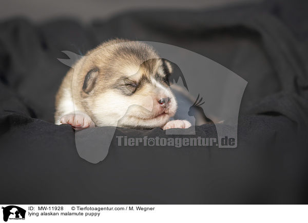 lying alaskan malamute puppy / MW-11928