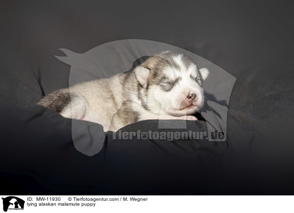 lying alaskan malamute puppy / MW-11930