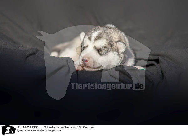 liegender Alaskan Malamute Welpe / lying alaskan malamute puppy / MW-11931