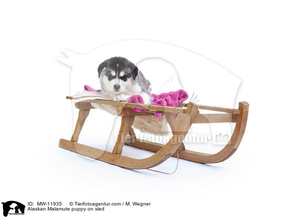Alaskan Malamute puppy on sled / MW-11935