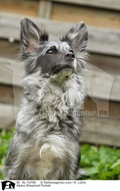 Alpine Shepherd Portrait / KL-10785