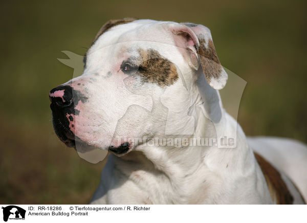 American Bulldog Portrait / RR-18286