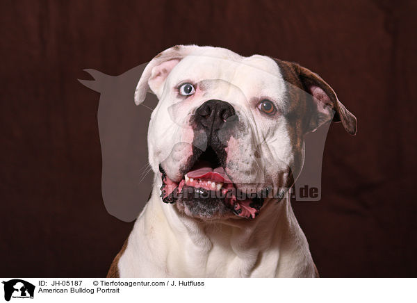 American Bulldog Portrait / JH-05187