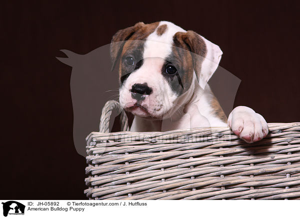 American Bulldog Puppy / JH-05892