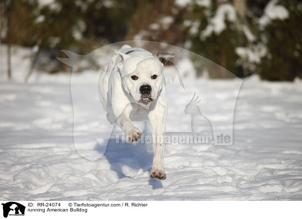 running American Bulldog / RR-24074