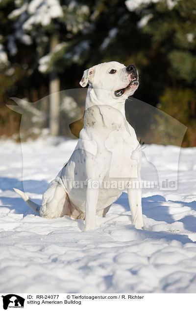 sitting American Bulldog / RR-24077