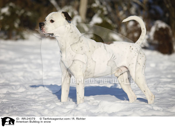 American Bulldog in snow / RR-24079