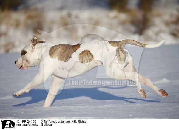 running American Bulldog / RR-24105