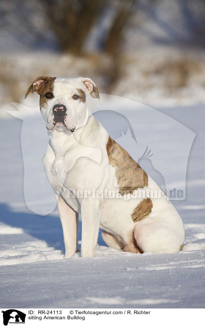 sitting American Bulldog / RR-24113